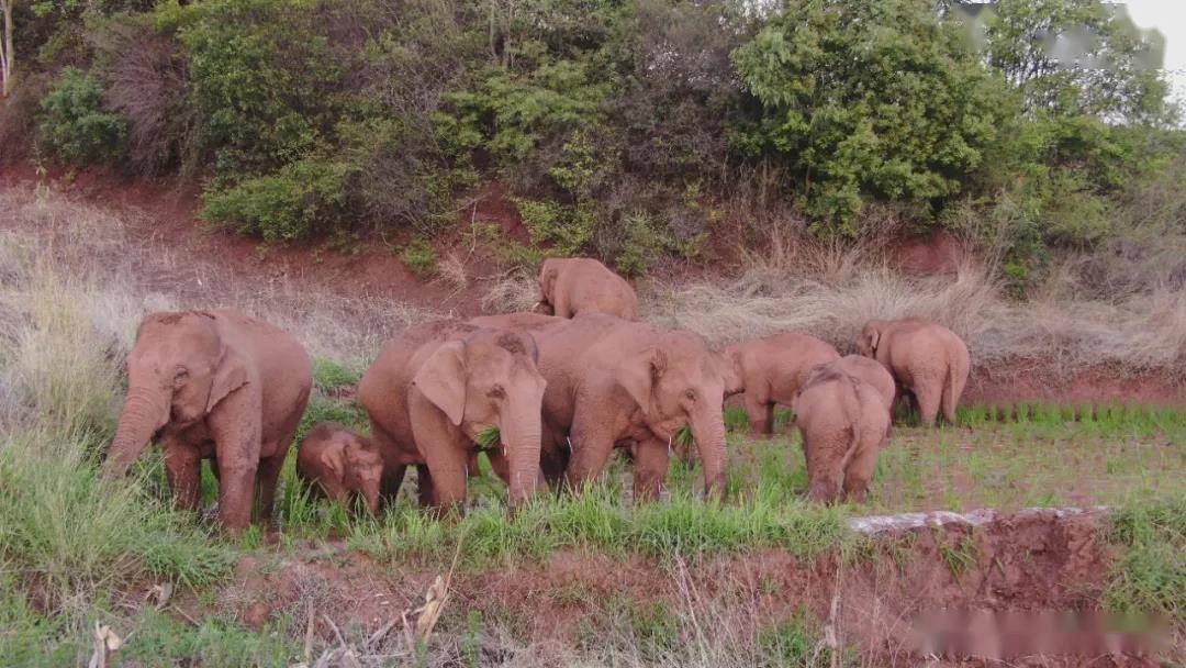 独家观察:司马徽再荐名士，刘玄德三颐草庐猜一准确动物
