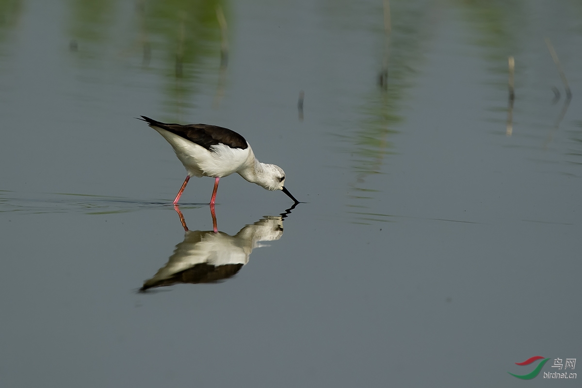 趋势研判:顾影自怜猜本期数字