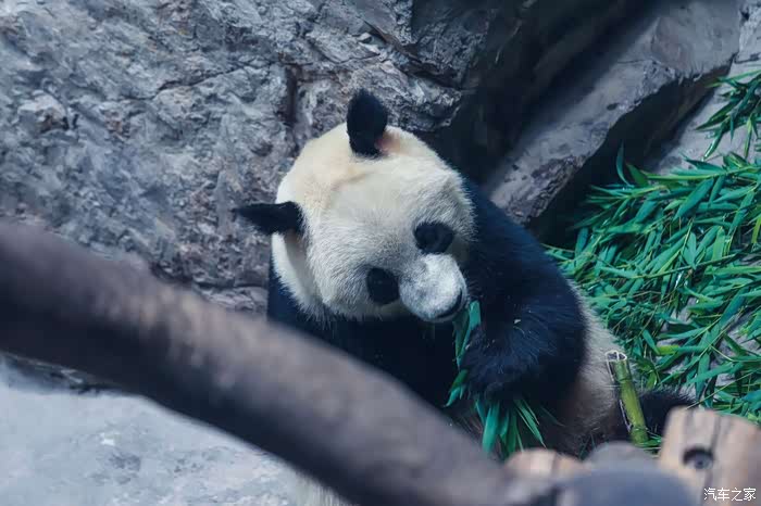 独家解读:金枝玉叶最娇贵，水满金山钱满仓比喻什么动物