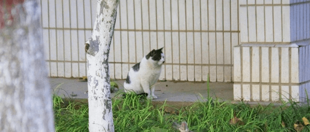 趋势研判:常南望翠葆霓旌，半作障泥半作帆指啥动物