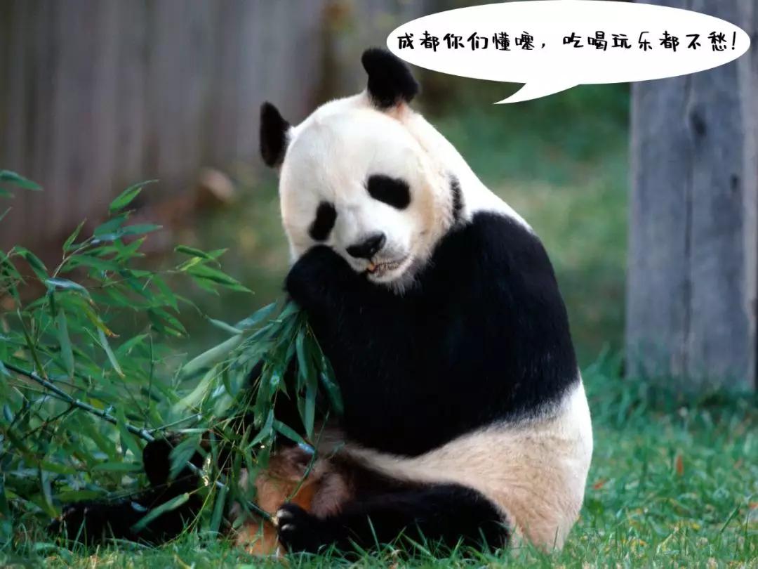 行家点评:家家户户猜一准确动物