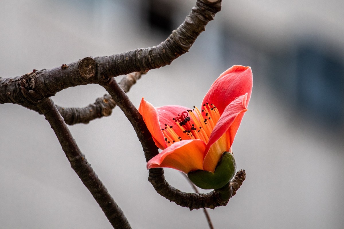 热点剖析（欲钱买花枝招展的动物）打一动物谜底