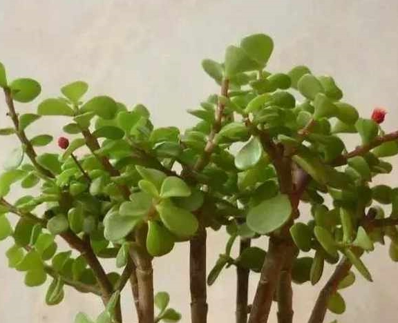 深度剖析:金枝玉叶最娇贵，水满金山钱满仓是什么生肖