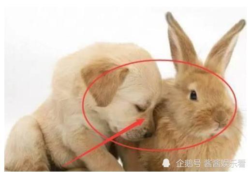 技术阐释:找朋狗友的生肖打一生肖动物