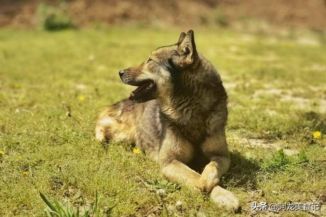 独家调查:风调雨顺打一准确动物