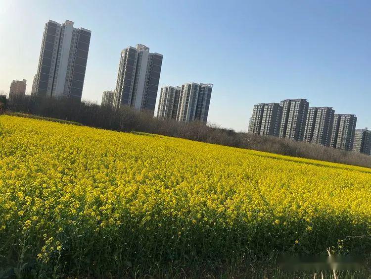 特讯:春风化雨润绿草，犬守家园夜不息打一动物