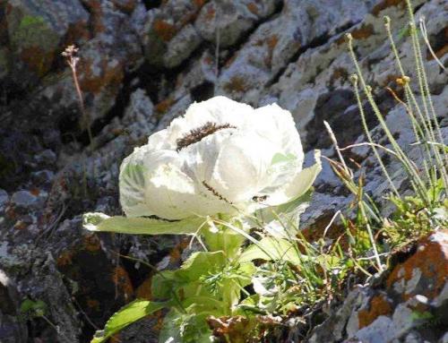 视角拆解:高山上的雪莲-不可多得打一准确生肖动物