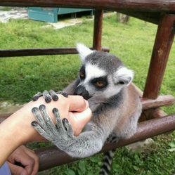 行家点评:技巧敏捷对应那种动物