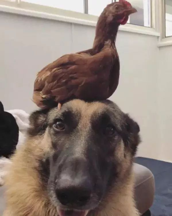 条理讲解:主大僕大鷄狗升，莫怪四人隨富貴。猜一准确动物