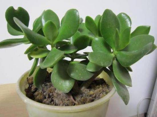 深度剖析:金枝玉叶最娇贵，水满金山钱满仓是什么生肖