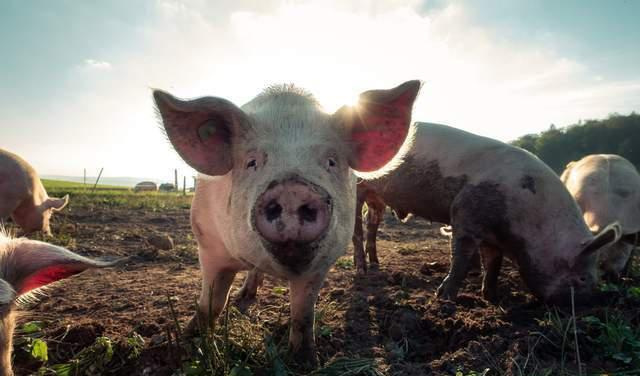 深度剖析:但是羊虎加鸡猴，猪马万财鼠又来代表什么动物