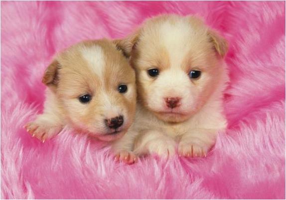 观点输出:找朋狗友的生肖指打代表一最佳什么生肖