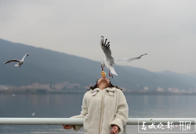 图文解析:买猴输尽光，三两点鸥沙外月。代表什么动物