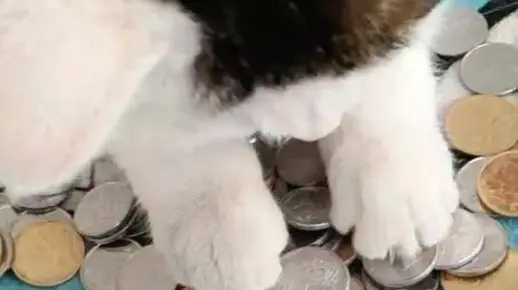 特讯:欲钱买忠厚老实的动物，欲钱看西游记第一回。打一最佳动物