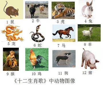 视角拆解:牵牛南渡象昭回，欲钱孤独的动物代表什么生肖