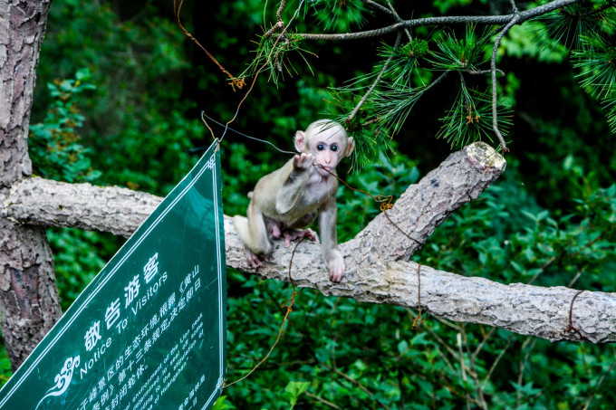 圈内解读:腾云驾雾猜一动物
