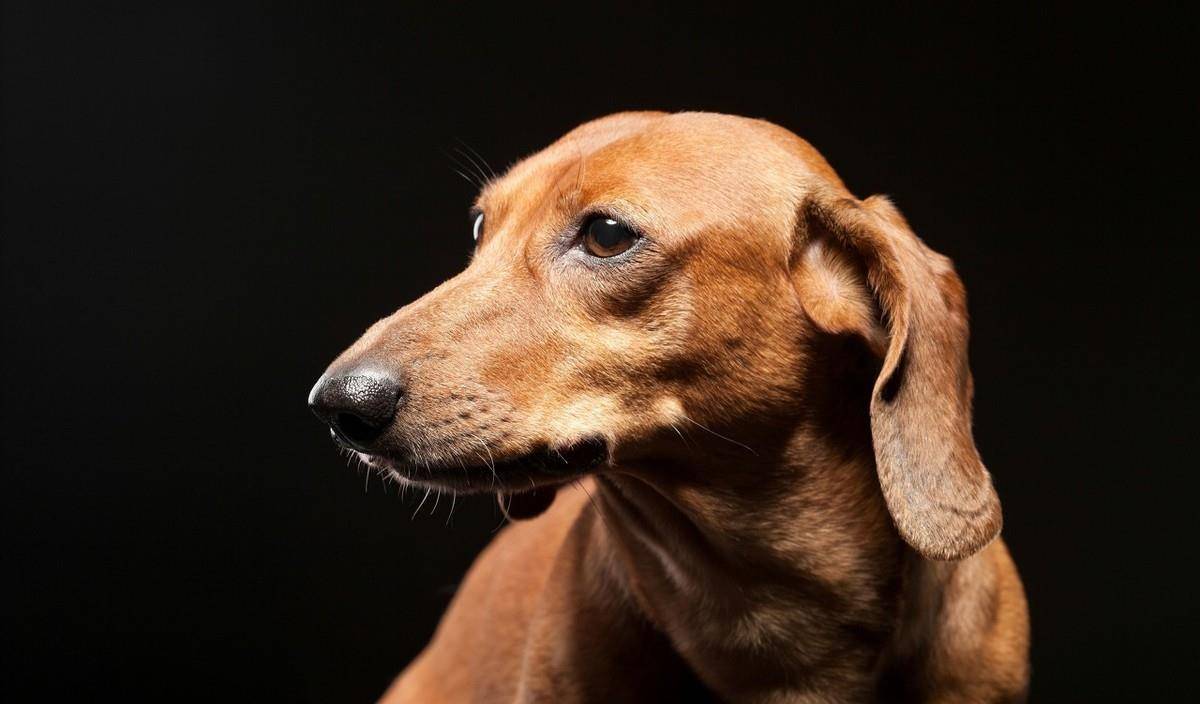 热点剖析:主大僕大鷄狗升，莫怪四人隨富貴。代表什么动物