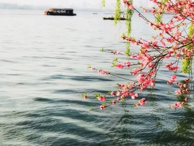 独家调查（龙山虎山两相朝，有情才有好风光。代表什么生肖,打一准确最佳谜底