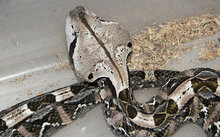 独家视点（买蛇输尽光，万里相逢歌怨咽。指什么生肖