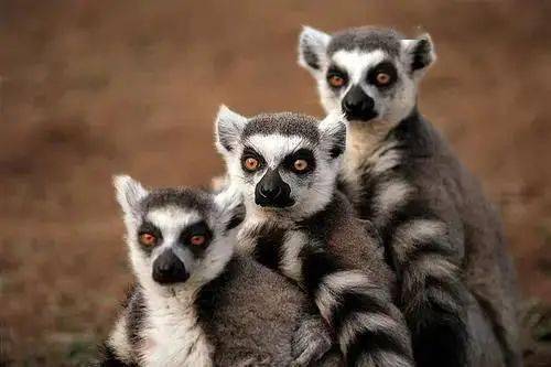 热点剖析:技巧敏捷对应那种动物