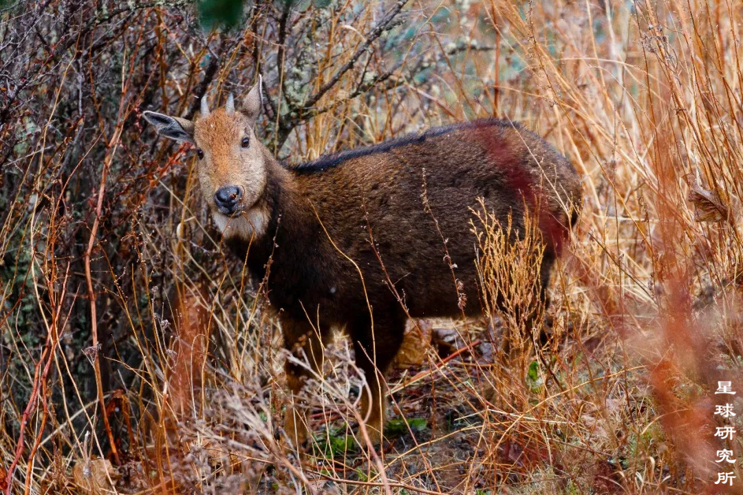内幕披露:高卧东山代表什么动物
