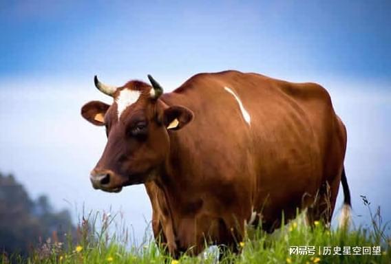 趋势研判:牛屁不通代表什么生肖