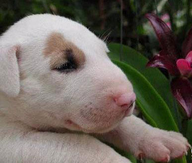 一手资讯（猪狗不如）本期生肖