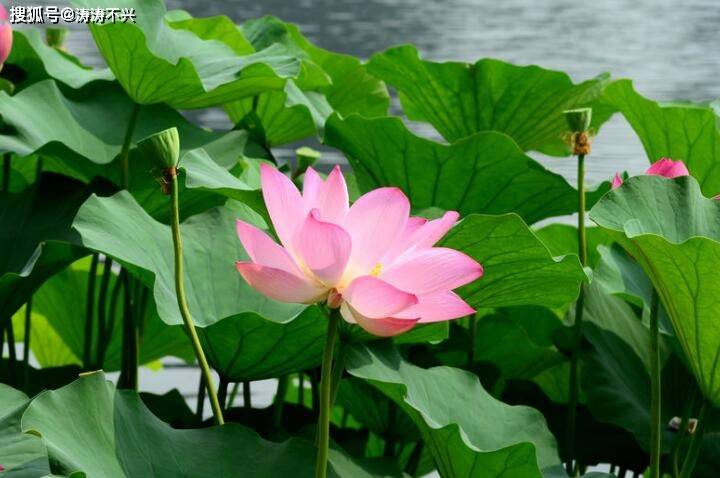 独家观察:风调雨顺本期生肖