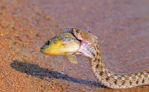 独家视点（买蛇输尽光，万里相逢歌怨咽。指什么生肖