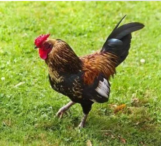 实战解析:红尘天伦三父子，龙猴之争狗鸡赤指什么动物