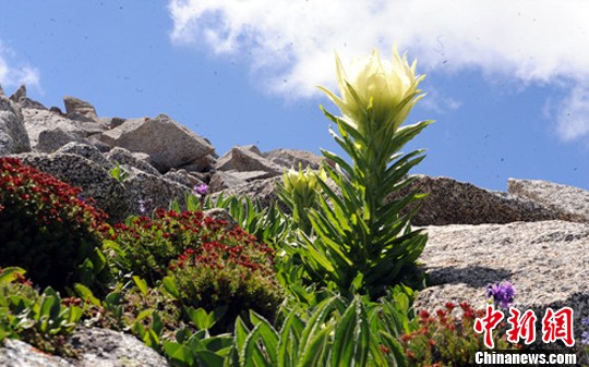 学术阐释:高山上的雪莲-不可多得猜数字