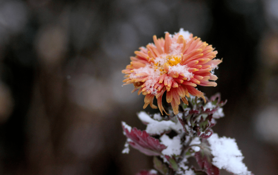 深度剖析（秋菊傲雪严冬寒）指什么生肖