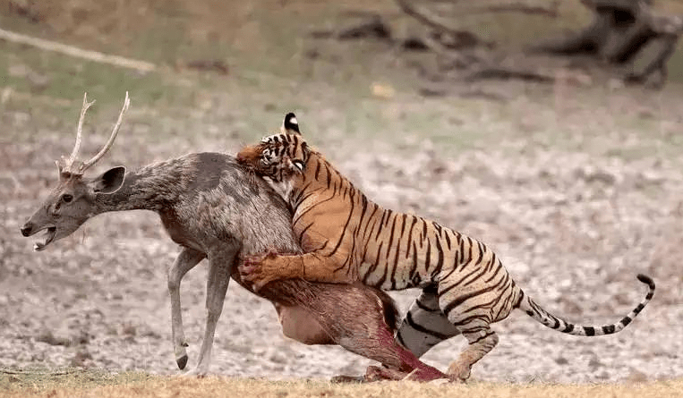 趋势研判:技巧敏捷打一最佳动物