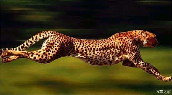 资深分析:灿烂夺目比喻什么动物