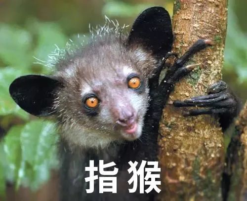 图文解析（山中里面有阴木，堆金积玉吉言欢）指啥动物