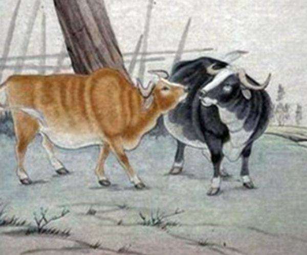 热点剖析:行善积德猜生肖数字