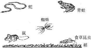 深度剖析:文思如泉代表什么生肖