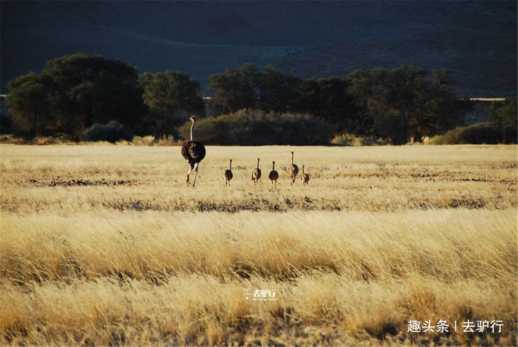 热点剖析（寸草不生）本期生肖