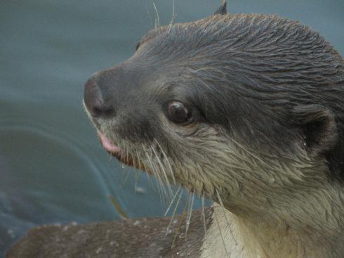 逐项解读:大有径庭代表什么动物