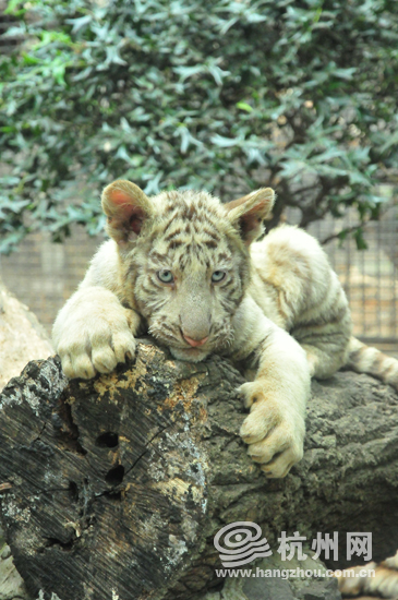 逐项解读:今期卖单必定死，屍魔三戲唐三藏。代表什么动物