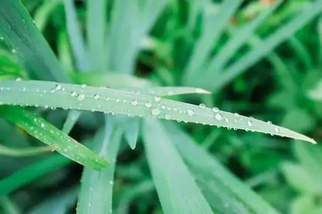 权威解读:春风化雨润绿草，犬守家园夜不息猜指打个最佳精准代表哪一个生肖