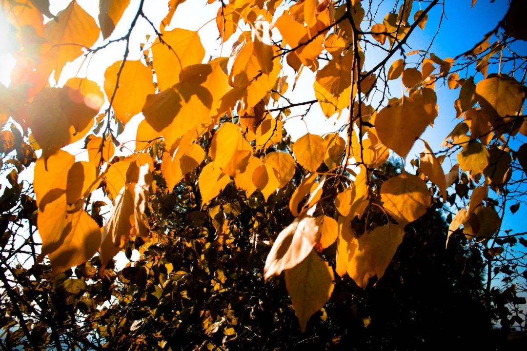 权威解读（独有干秋）代表什么动物