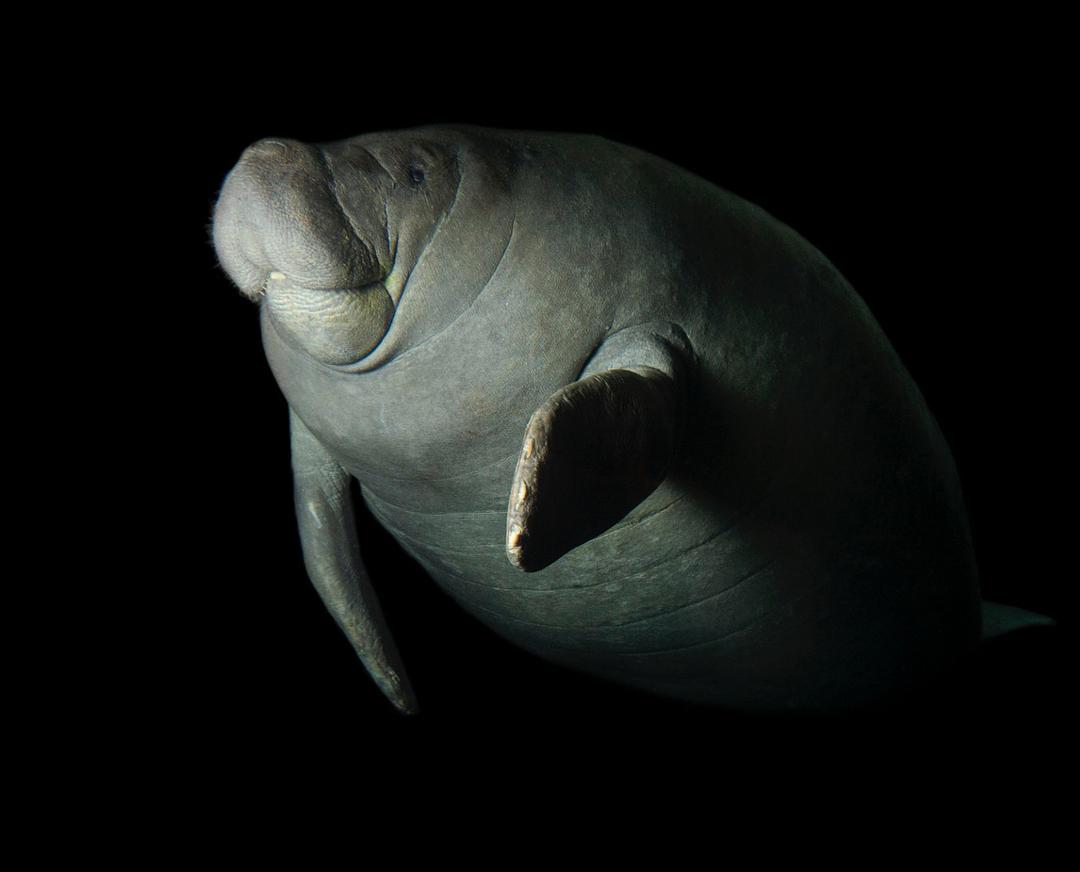 专家解析:欲钱买忠厚老实的动物，欲钱看西游记第一回。打一最佳动物