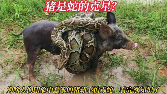 学术阐释（今期蛇牛猪出特，头上花枝照酒卮）代表什么动物