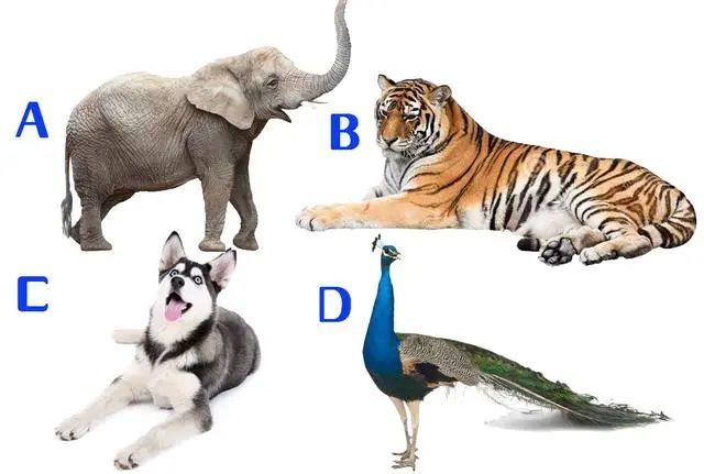 逐项解读:今期卖单必定死，屍魔三戲唐三藏。代表什么动物