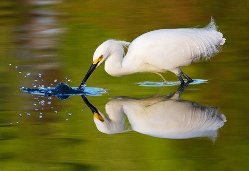 全面阐释:顾影自怜本期生肖