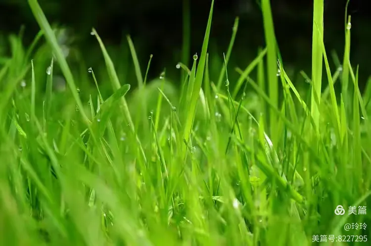 专家解析:春风化雨润绿草，犬守家园夜不息打一准确动物