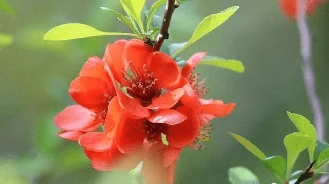 内幕披露:风调雨顺打一准确生肖