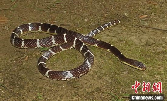 专家解析:今期虎狗蛇出特，醒心弦里春无极打一准确动物