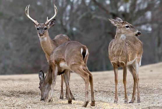 逐项解读:大有径庭代表什么动物